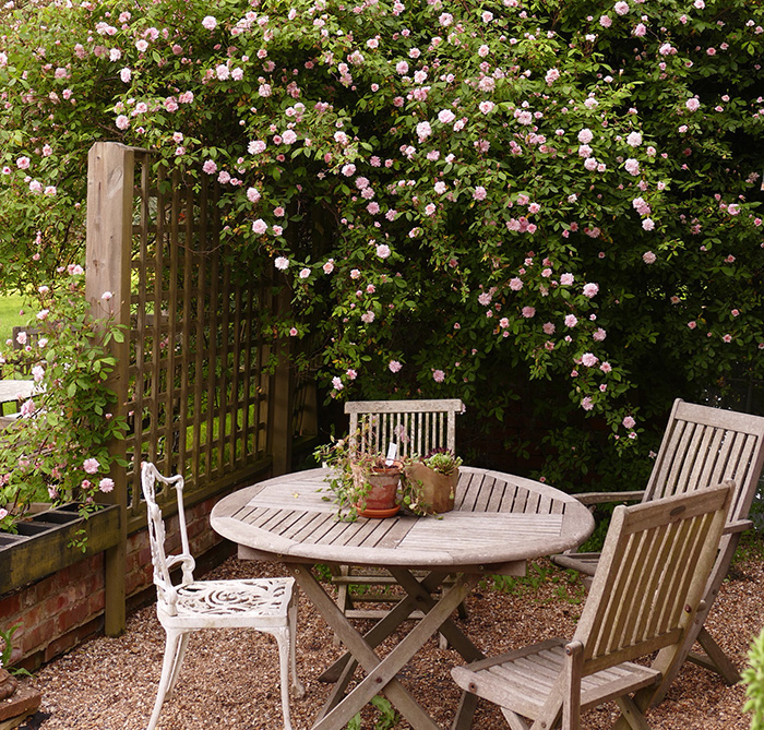 A rambling rose at the King John's Nursery café