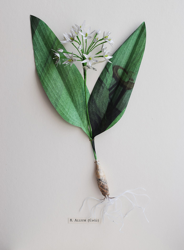 Allium (wild garlic) © Kate Kato