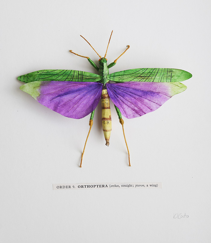 Amazon grasshopper © Kate Kato